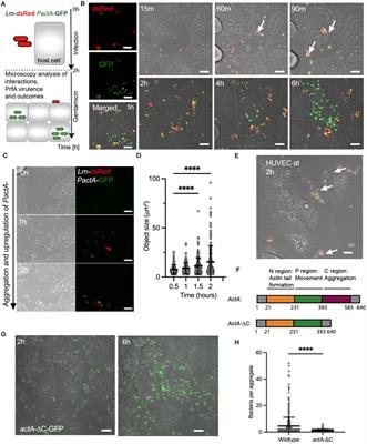 Bacterial aggregation facilitates internalin-mediated invasion of Listeria monocytogenes